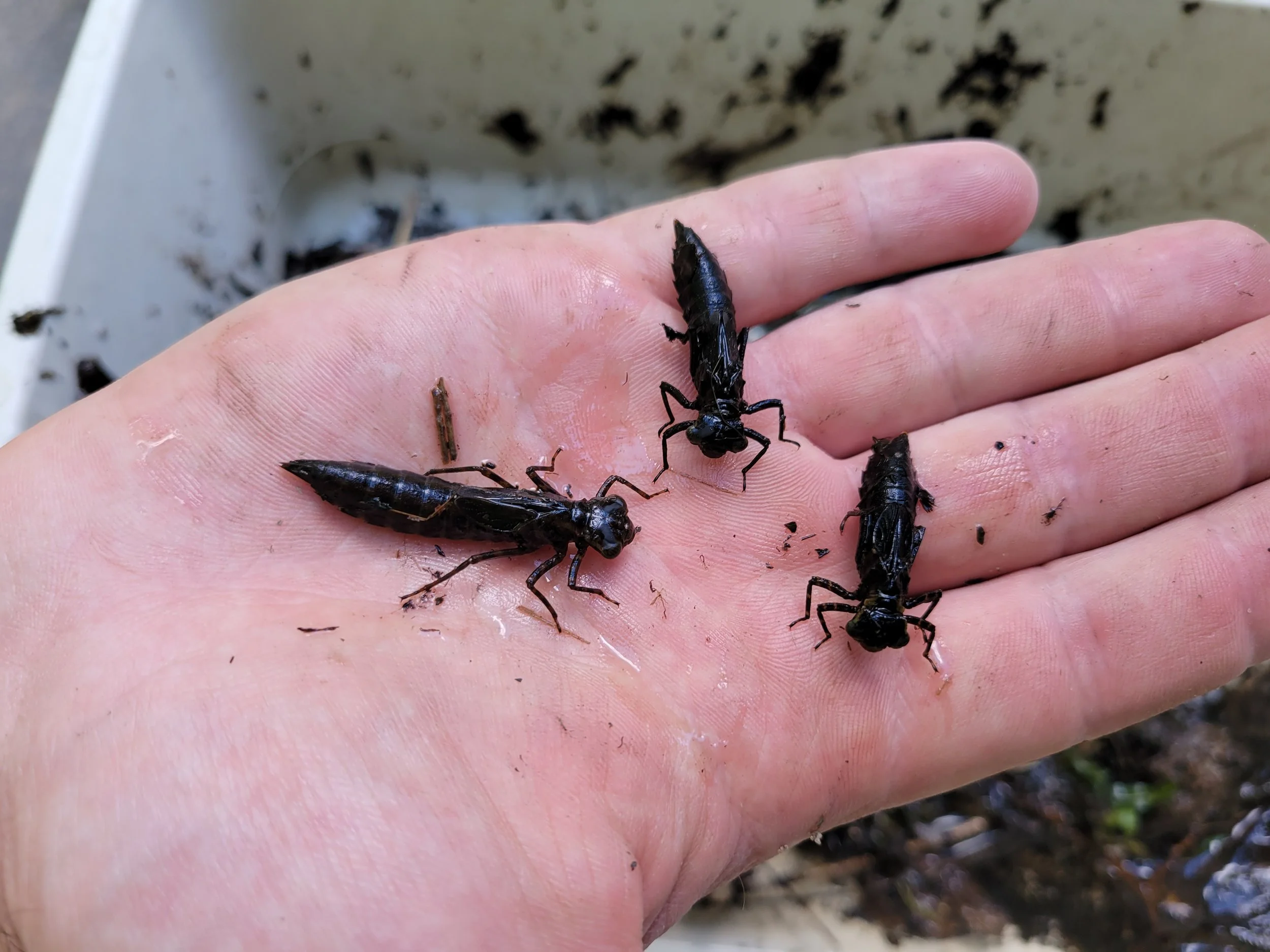 Bugged Out Water (Lindstrom)