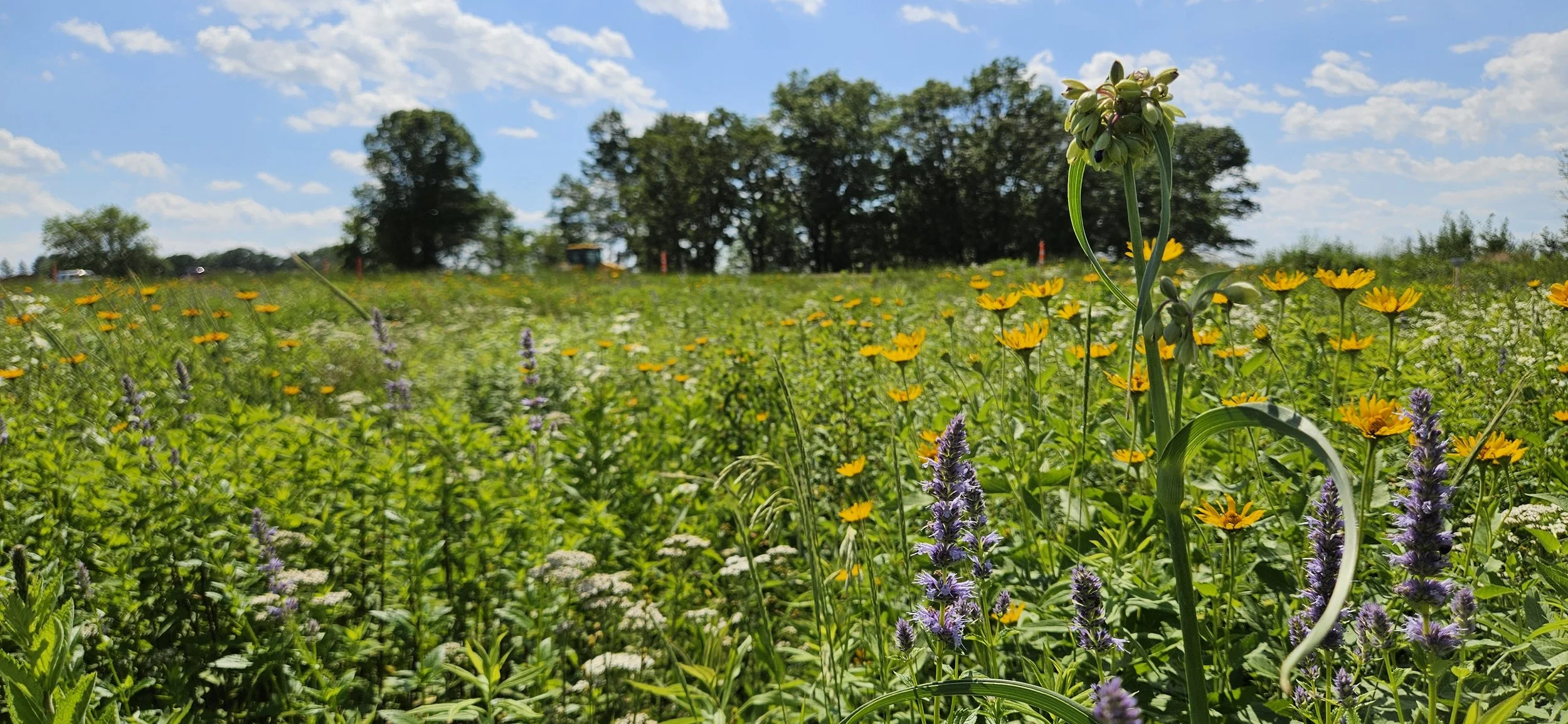Native Planting for Water Stewardship (Online)