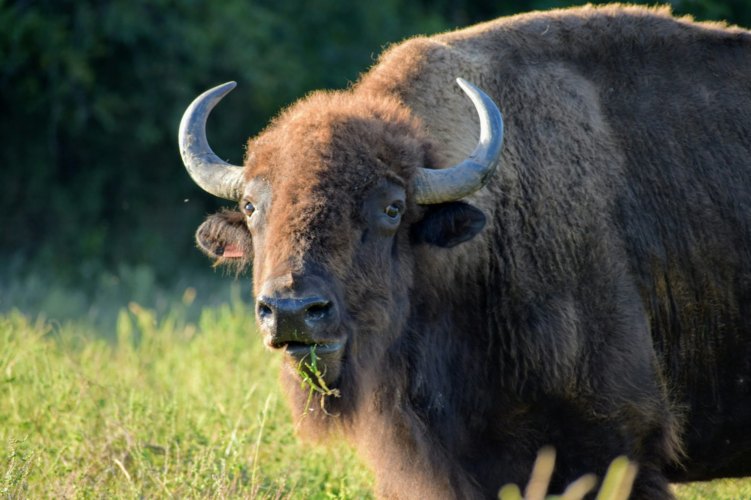 Belwin Bison Festival (Afton)