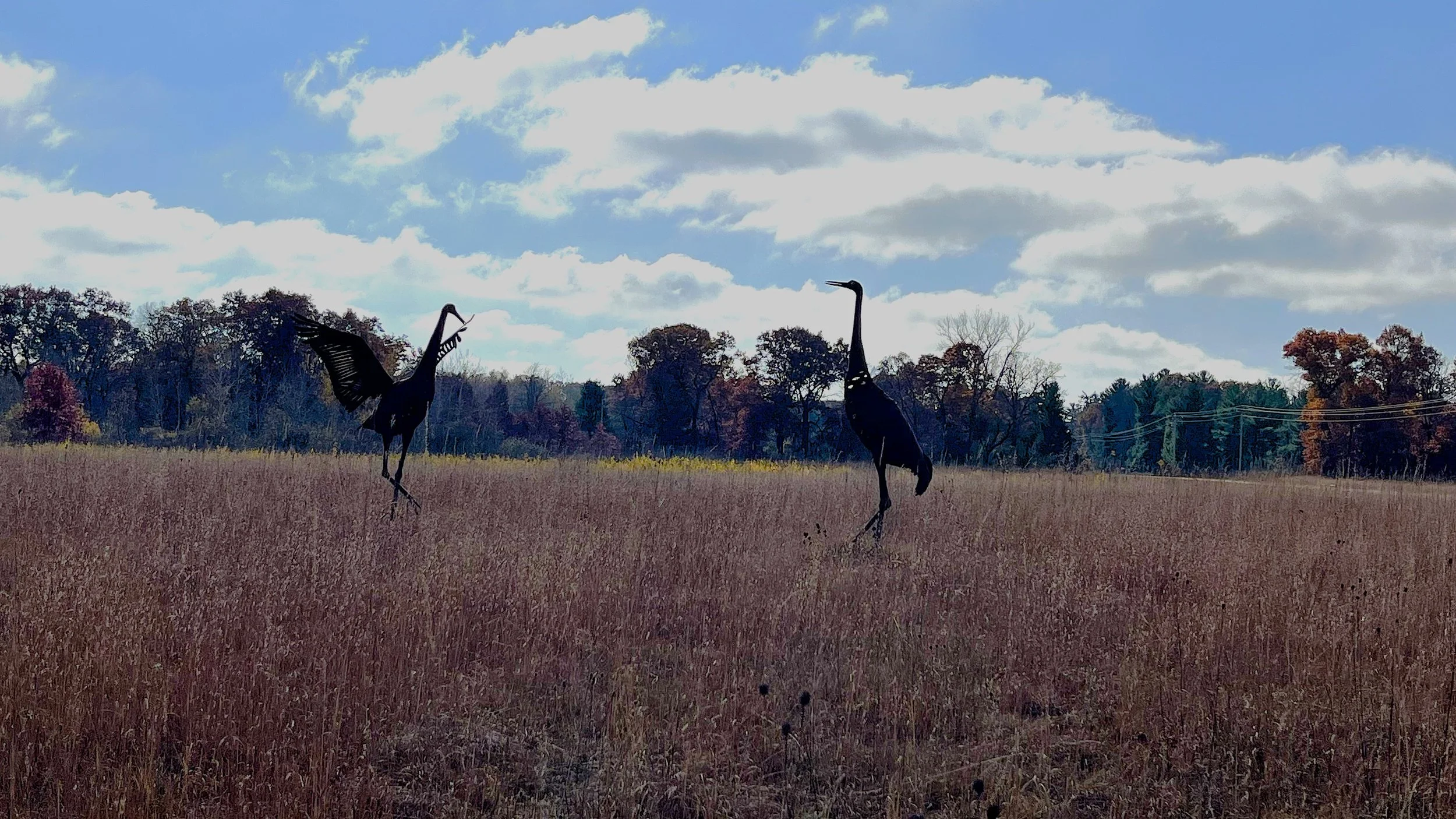 Prairie hike and native plant ID at Anderson County Park