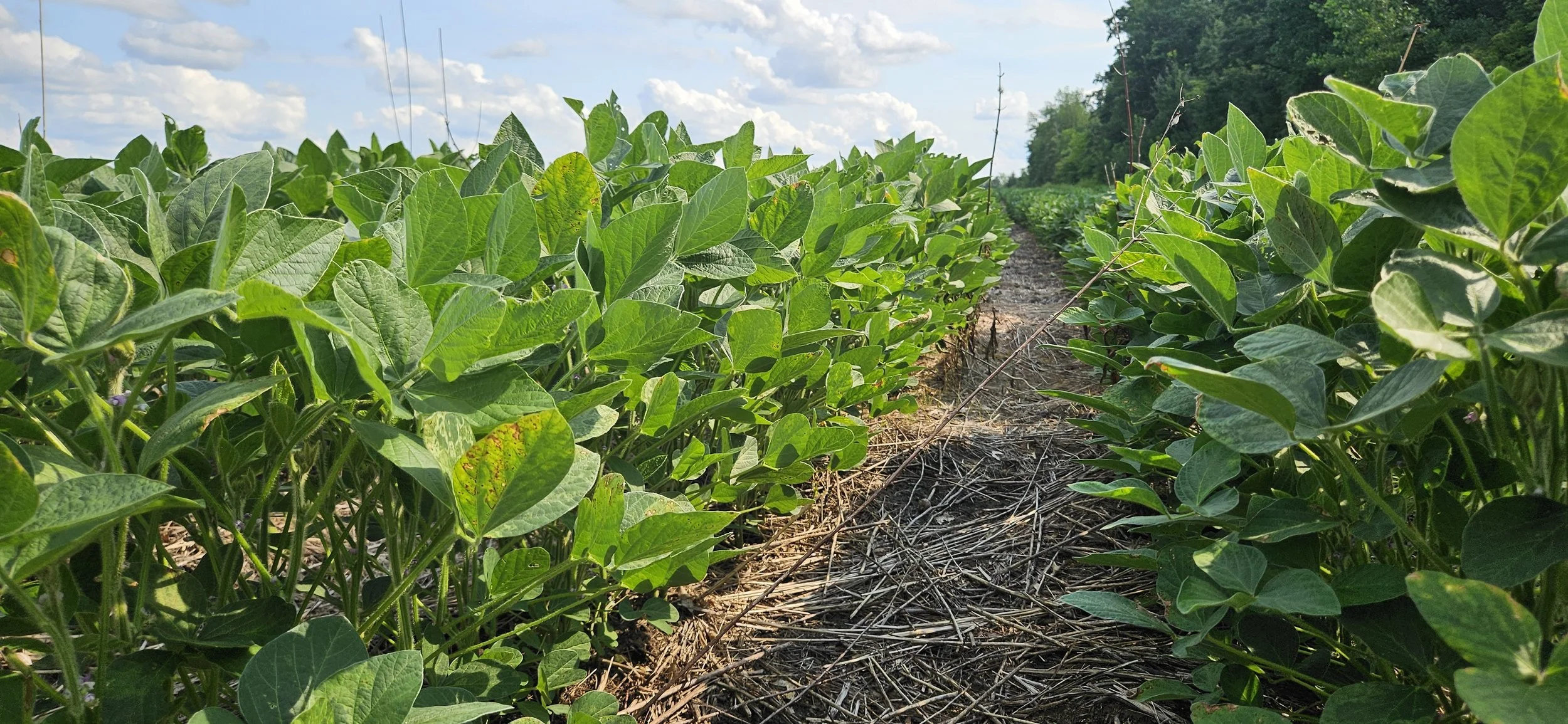 Soil Health Field Day (Princeton)