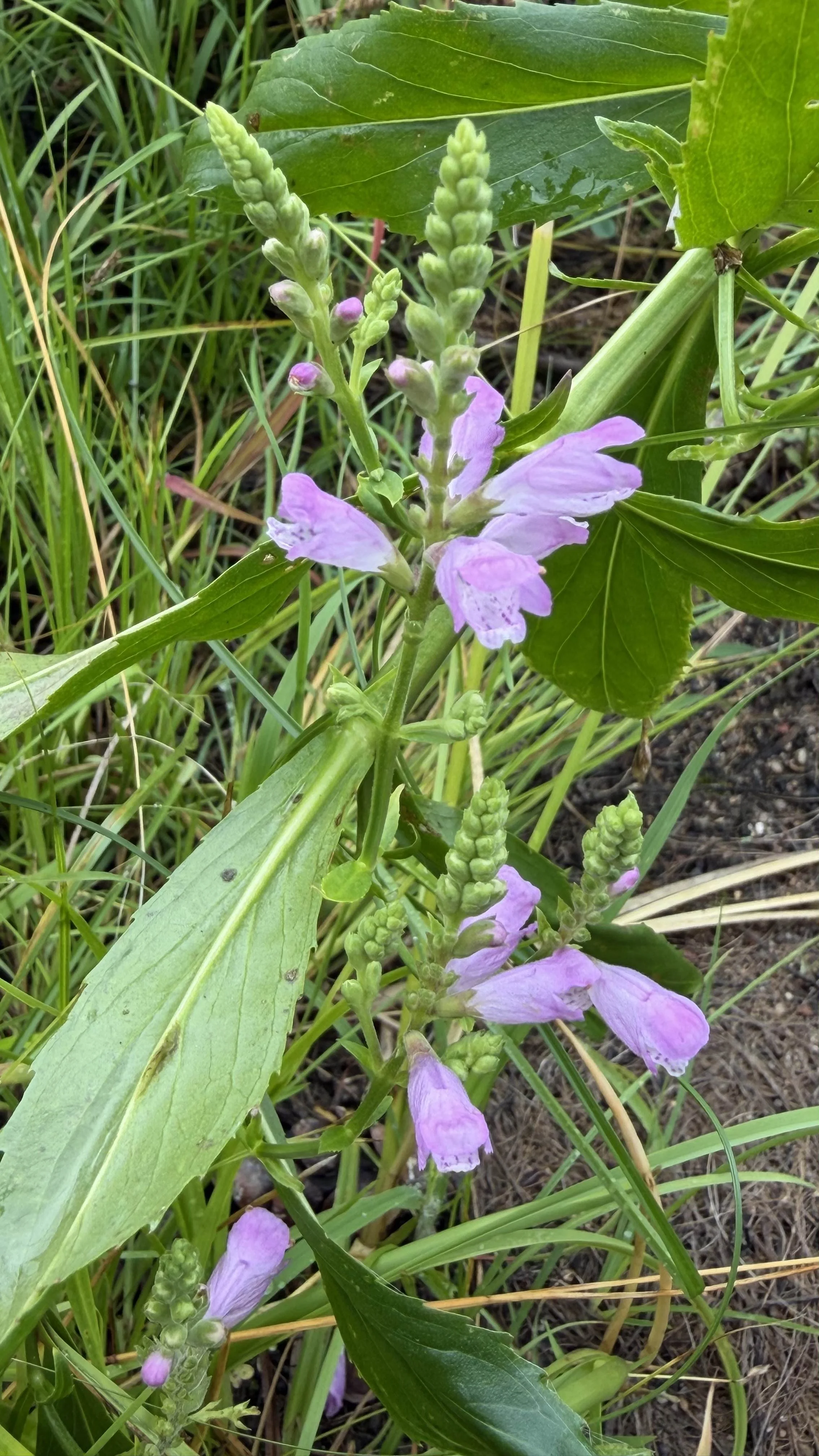 Obedient plant