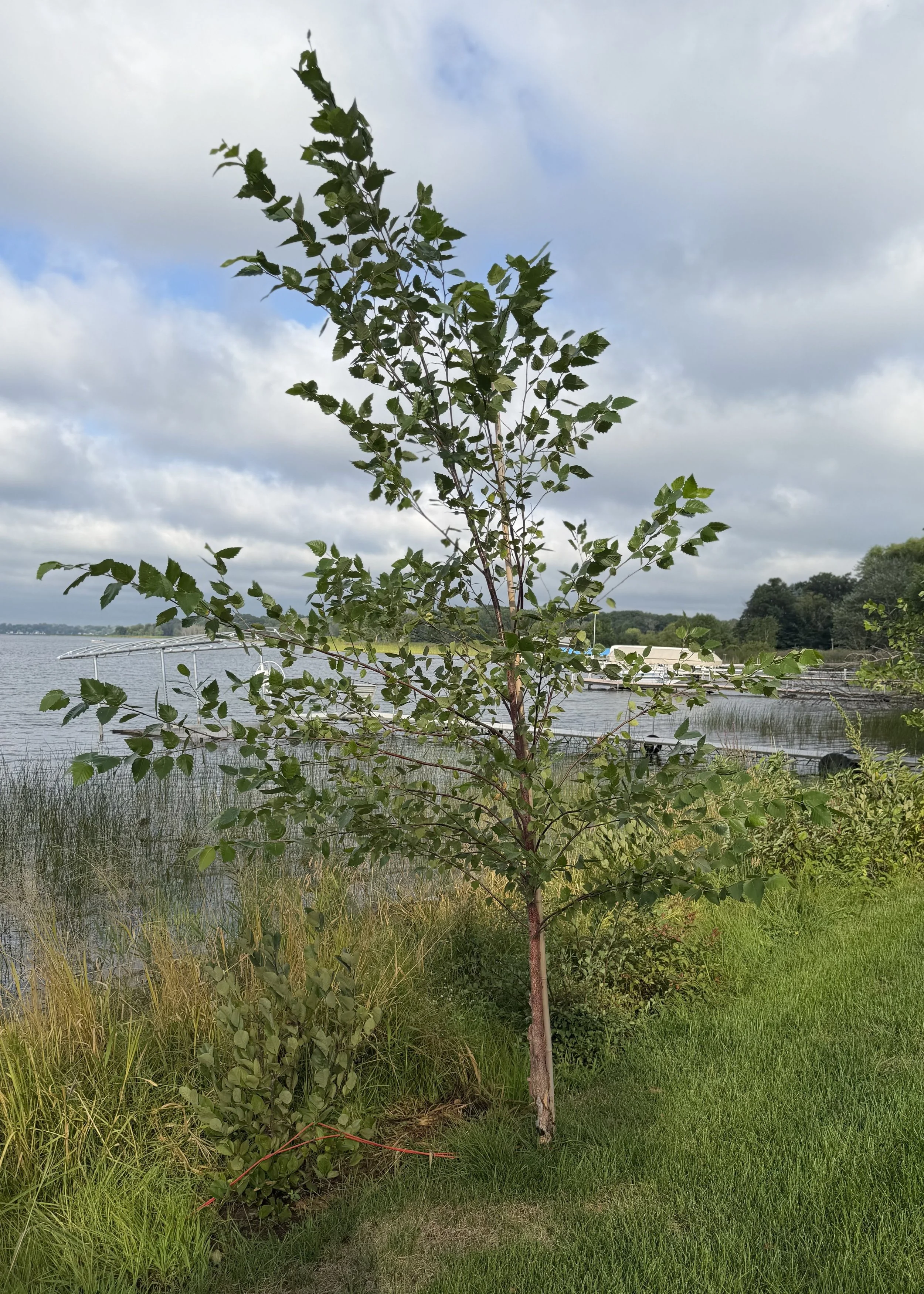 One of four new river birch