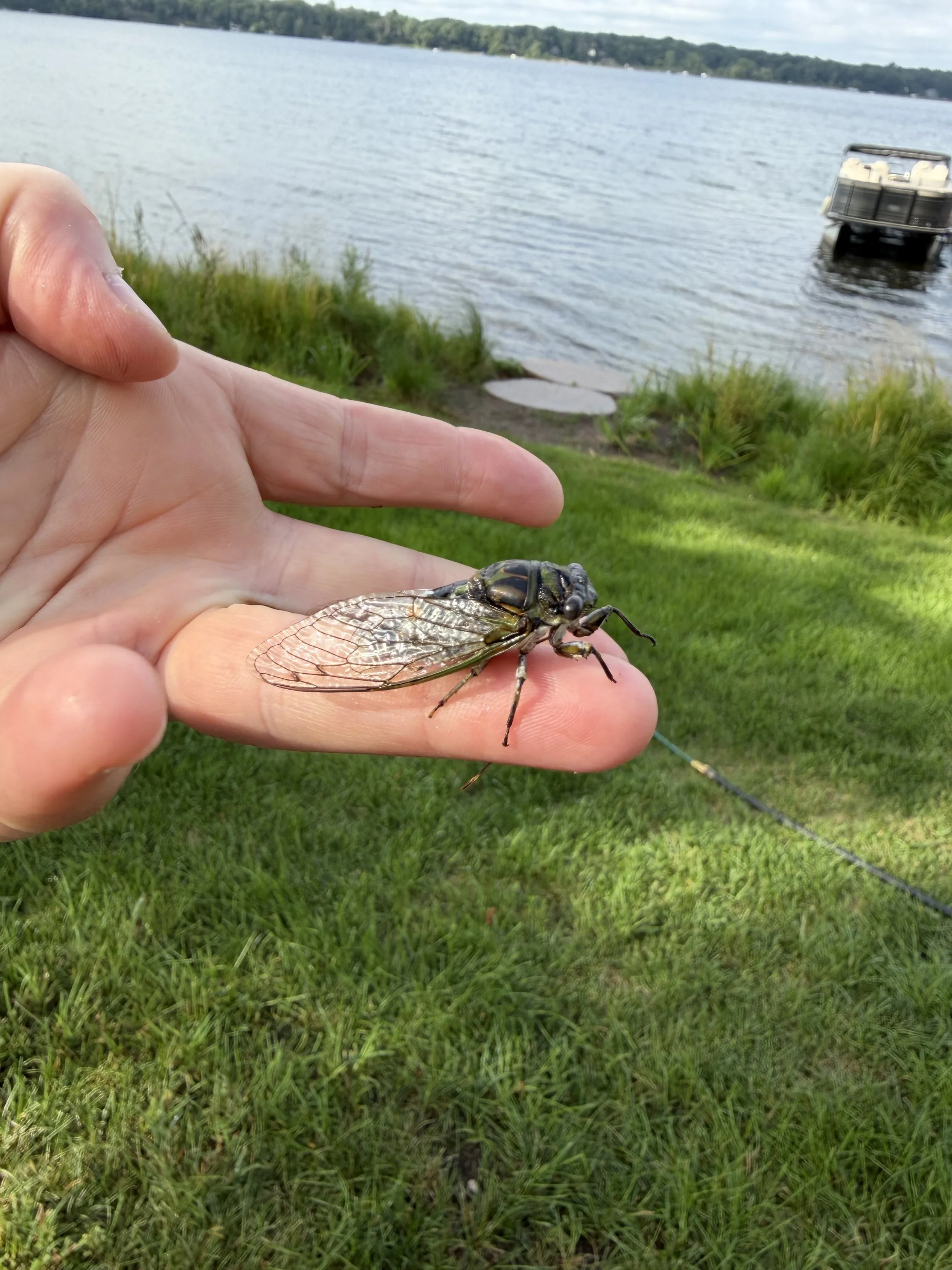 A cicada saved from peril