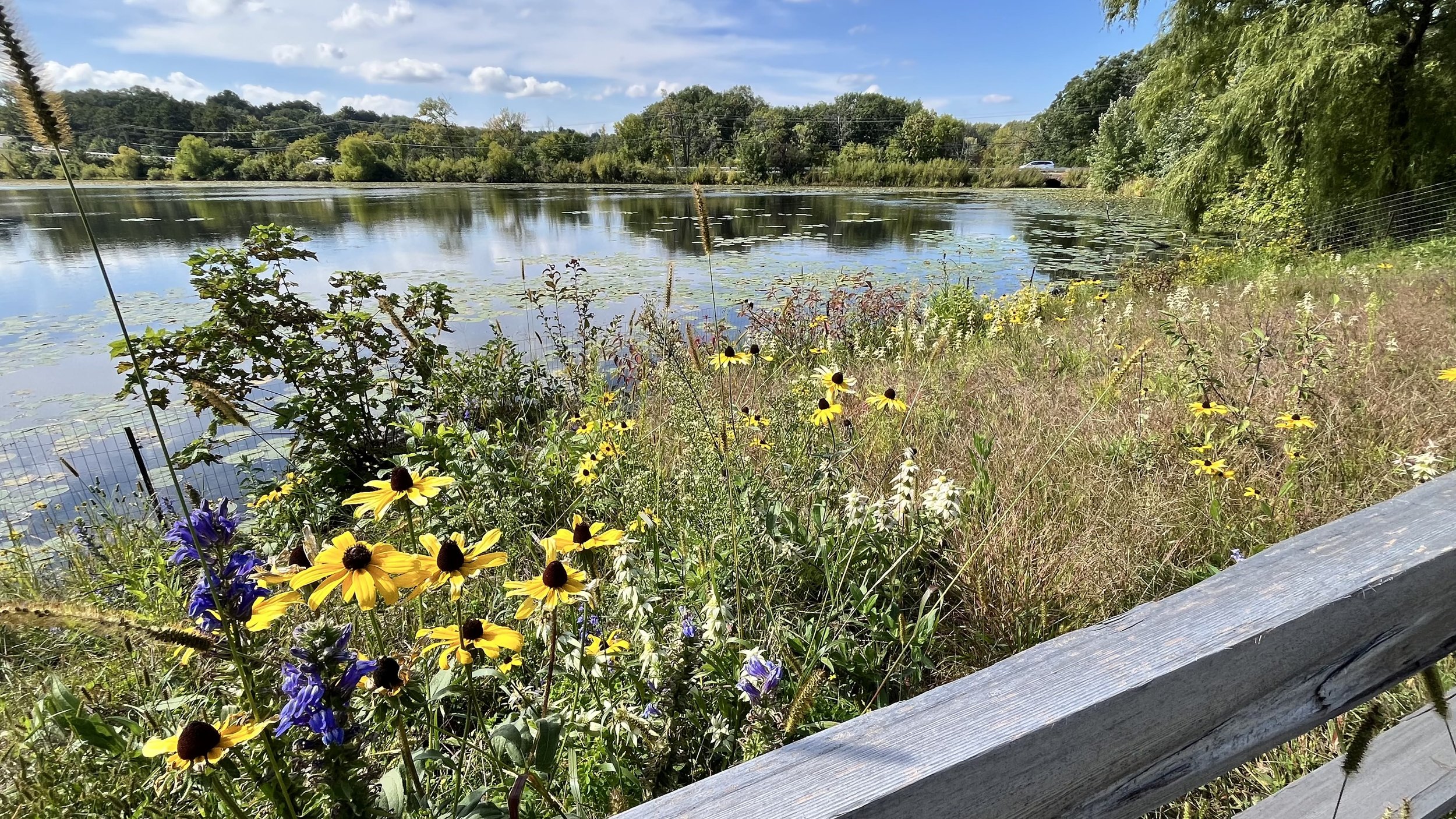 Upland natives in bloom