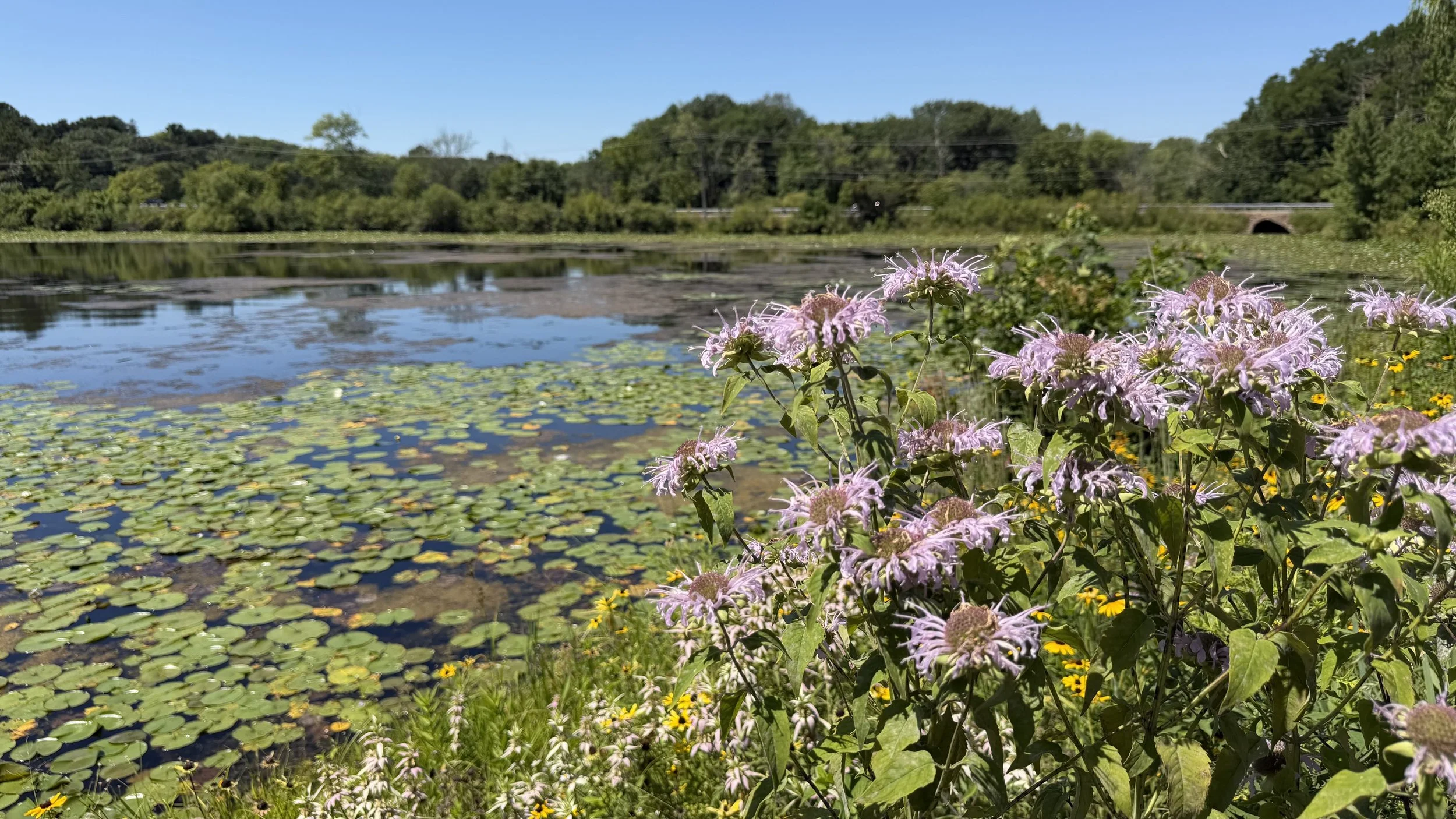 Bee balm in bloom along the shore