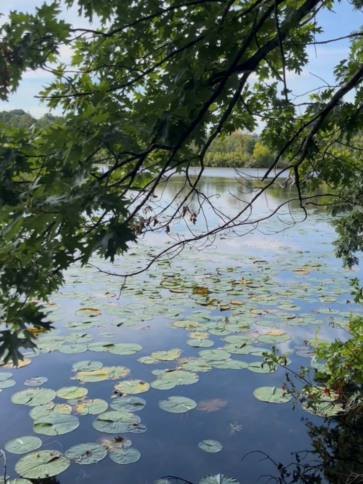 oak in lake.jpg