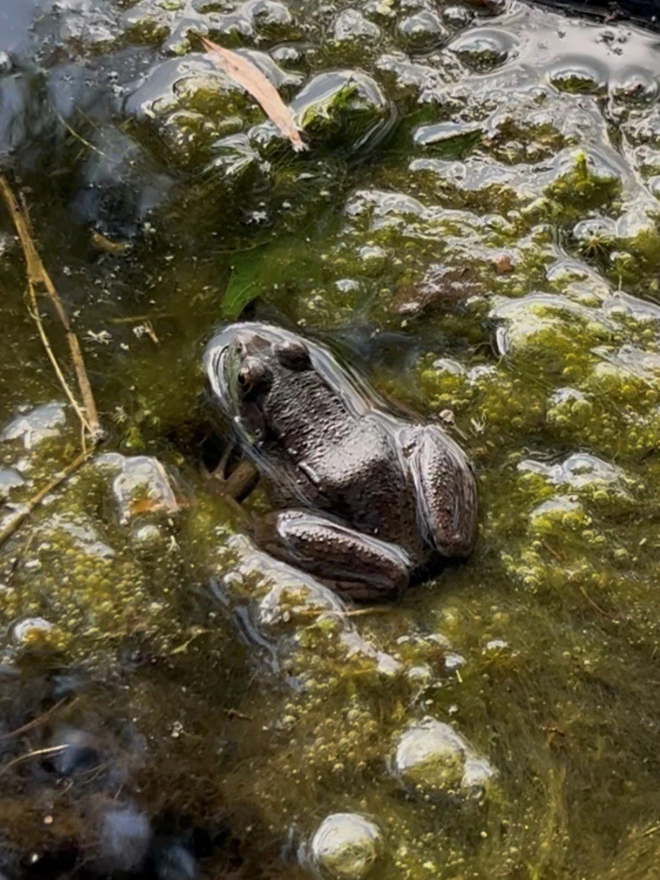 frog.jpg