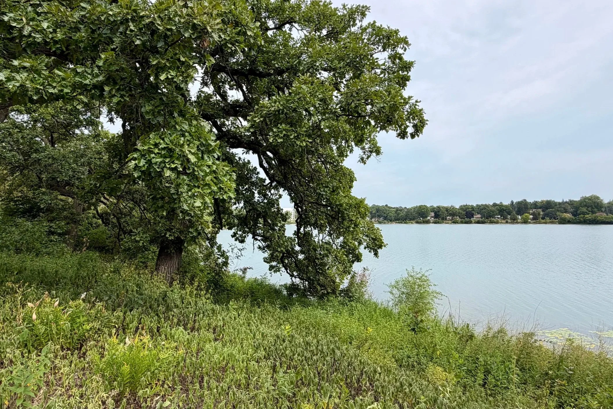 Oaks along the NW shore