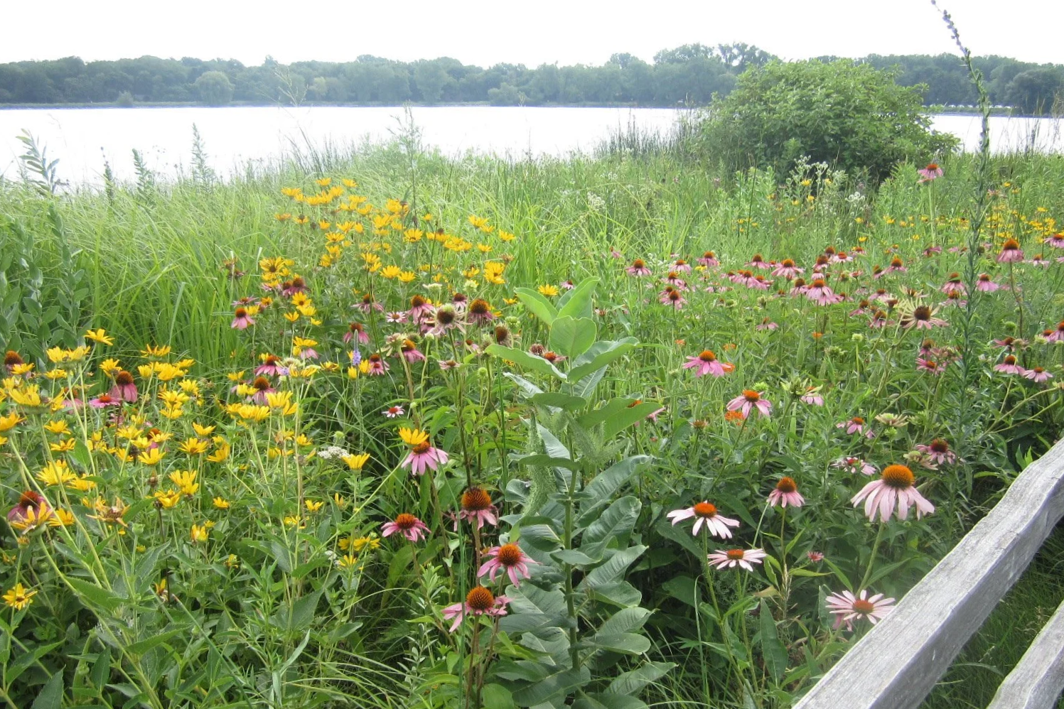 Flowers in July, SW corner of the lake