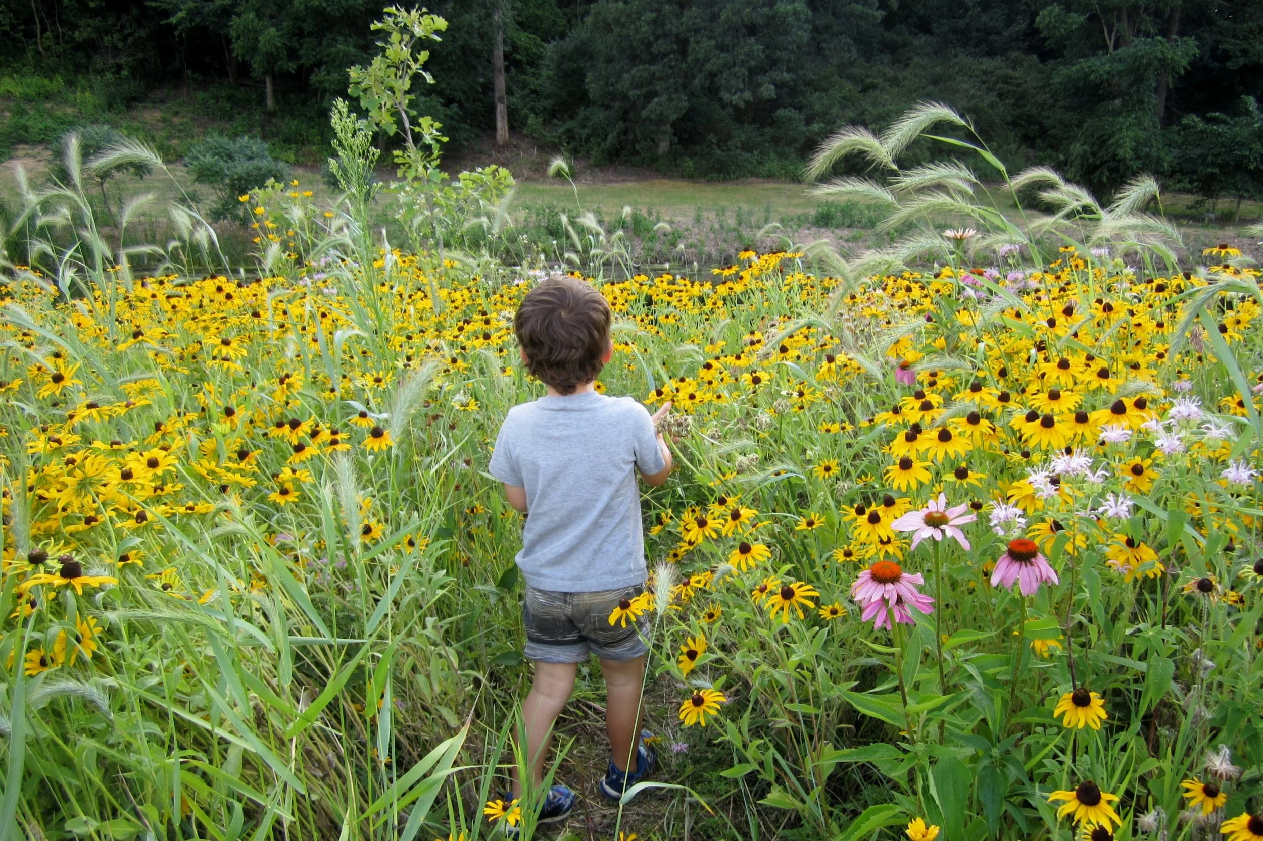 Flowers along Keller Creek, shortly after planting