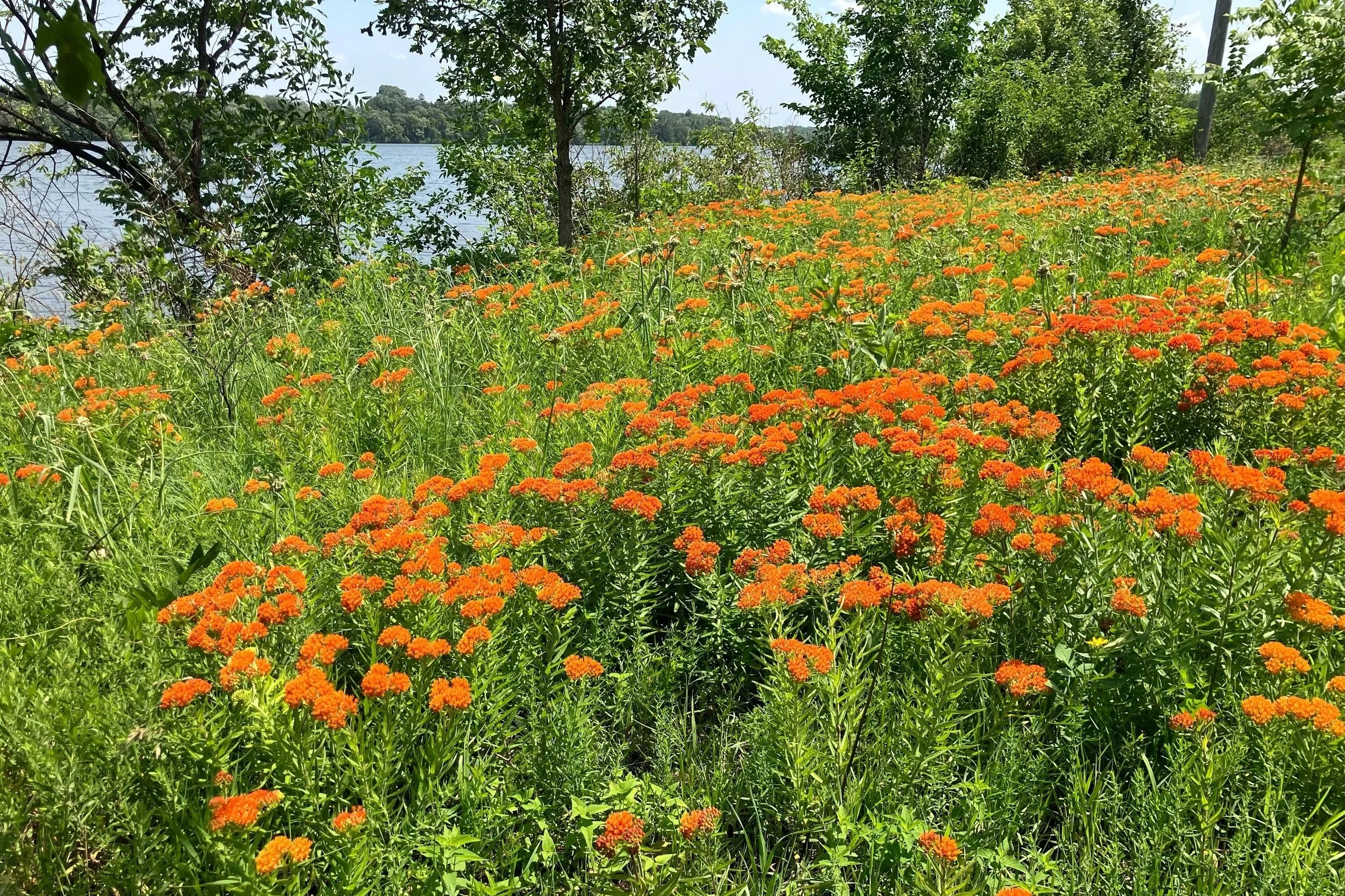 Butterfly weed in bloom, NW side