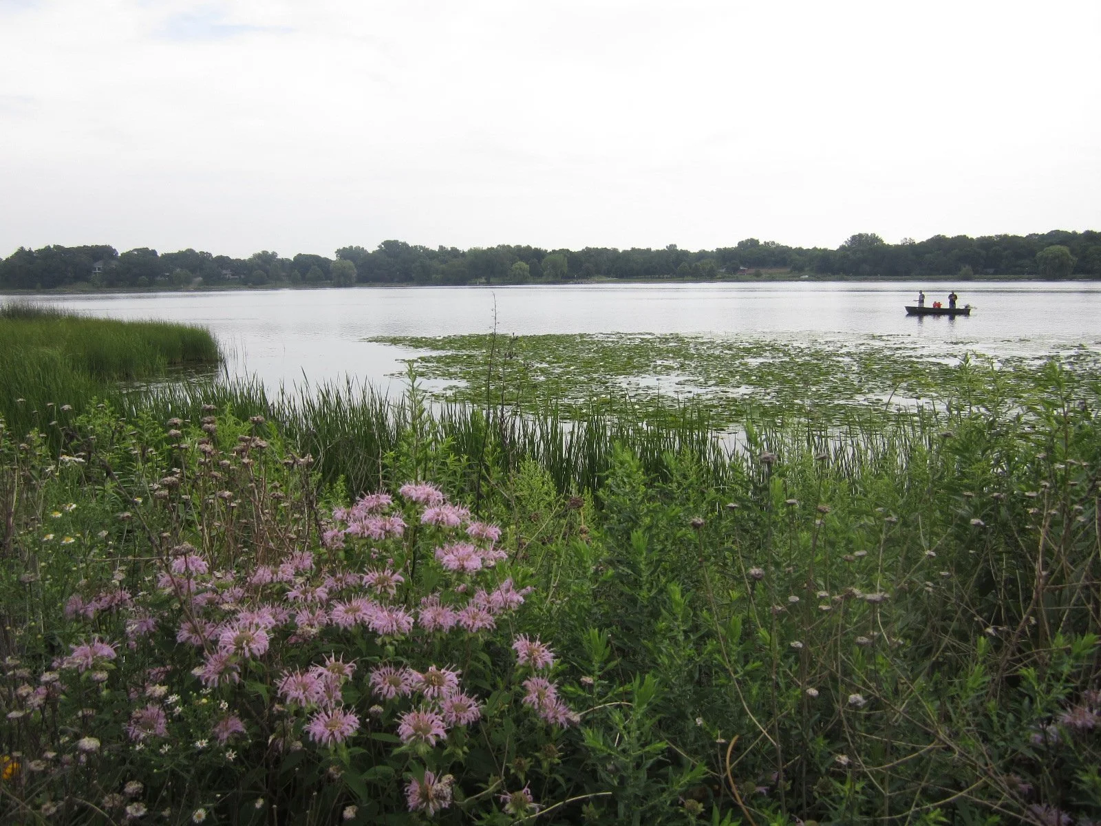 Bee balm and water lilies 