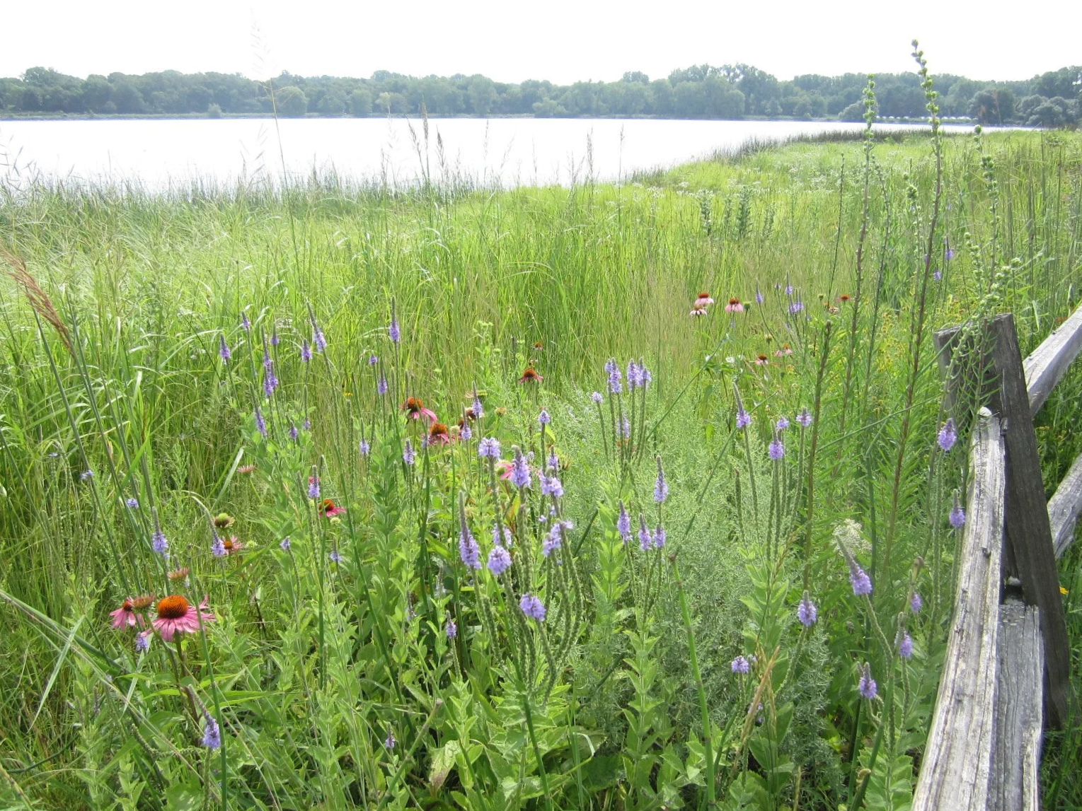Prairie flowers along the water