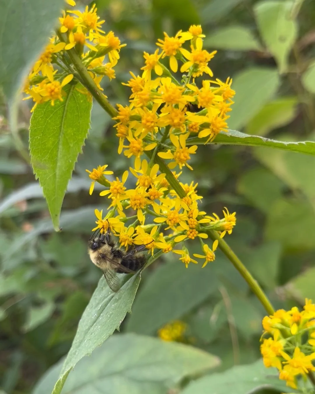 bee on aster.jpeg