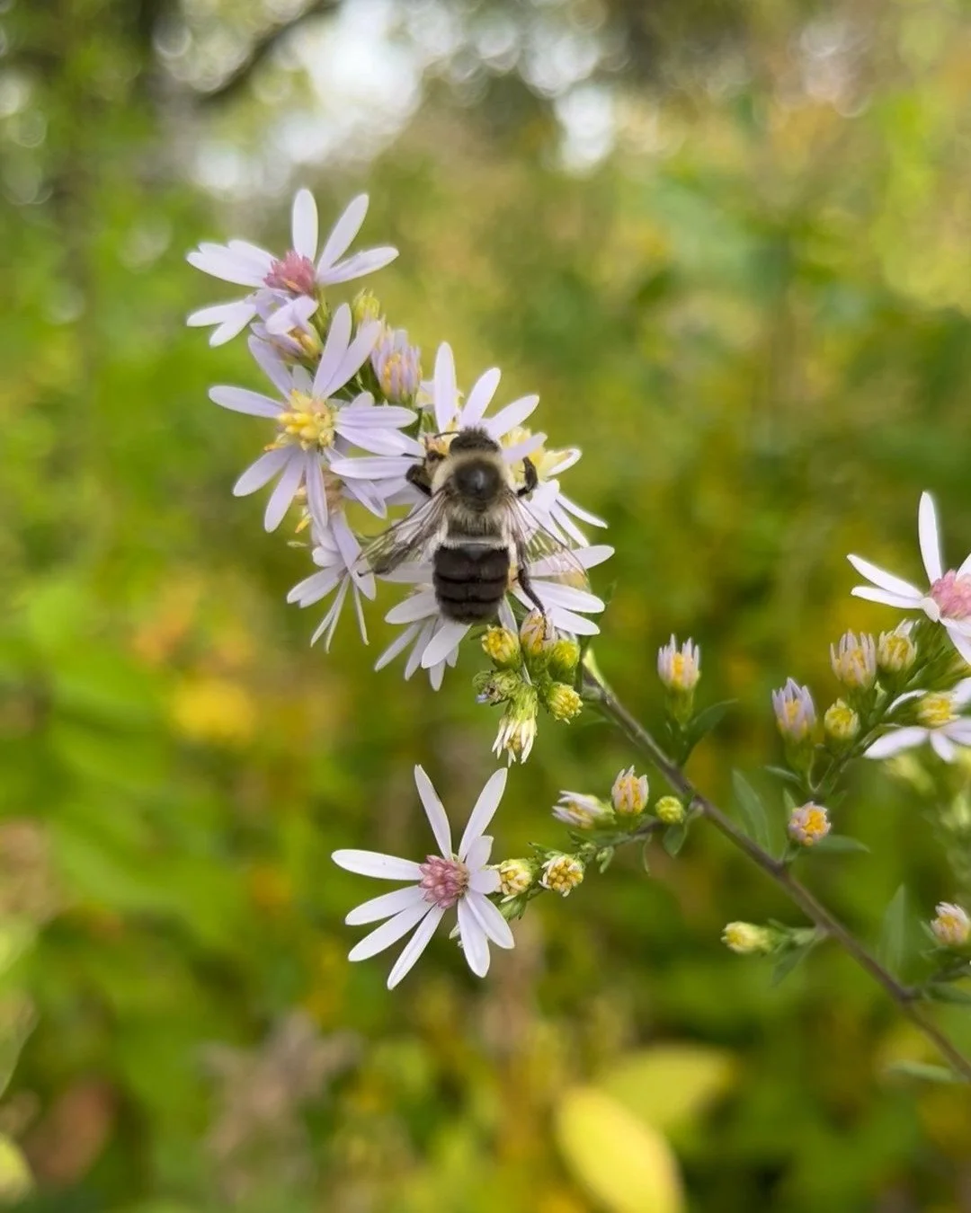 bee on white aster.jpeg