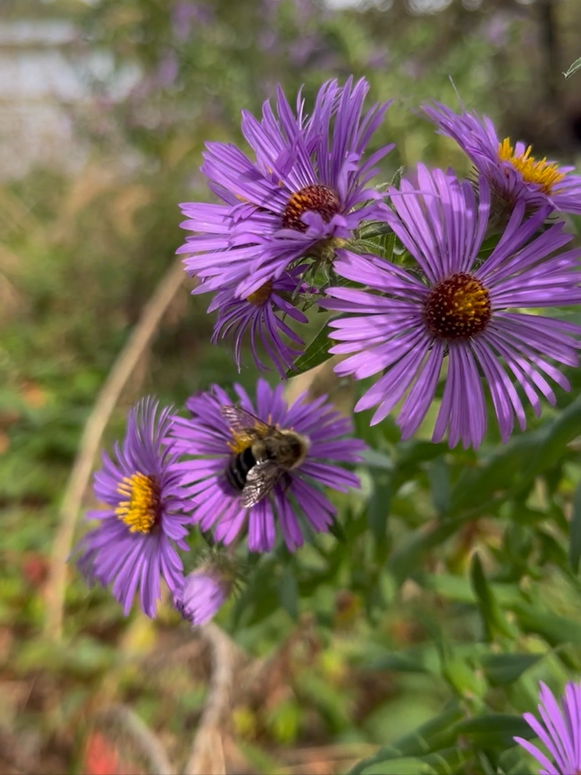 bee on purple aster.png