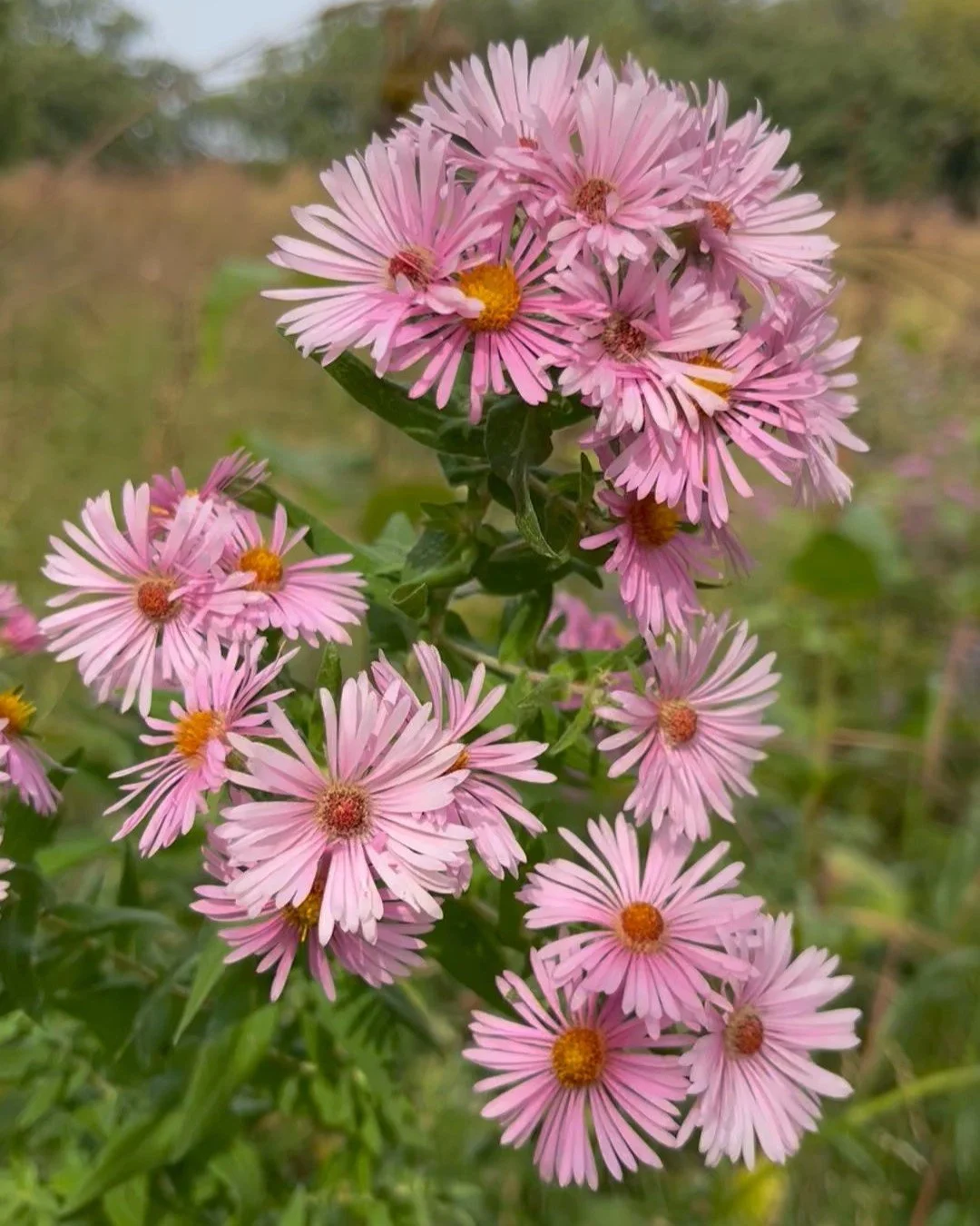 pink aster.jpeg