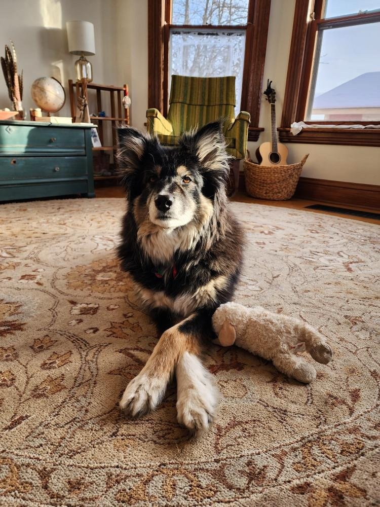 One of the things I hear a lot from folks is this:
&ldquo;I can&rsquo;t own a nice rug because I have pets and/or children and they&rsquo;ll ruin it&rdquo; 
To the contrary!
Did you know that wool is naturally stain resistant and anti-microbial?!
It&