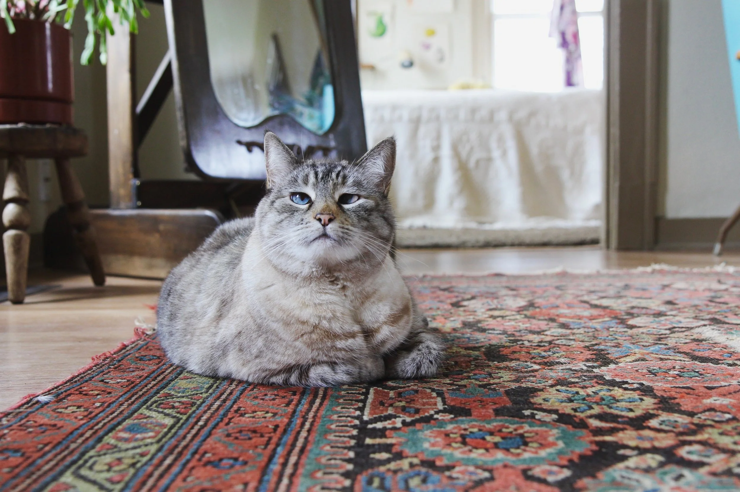 Real Talk on Vintage Rugs in Homes with Pets &amp; Kids