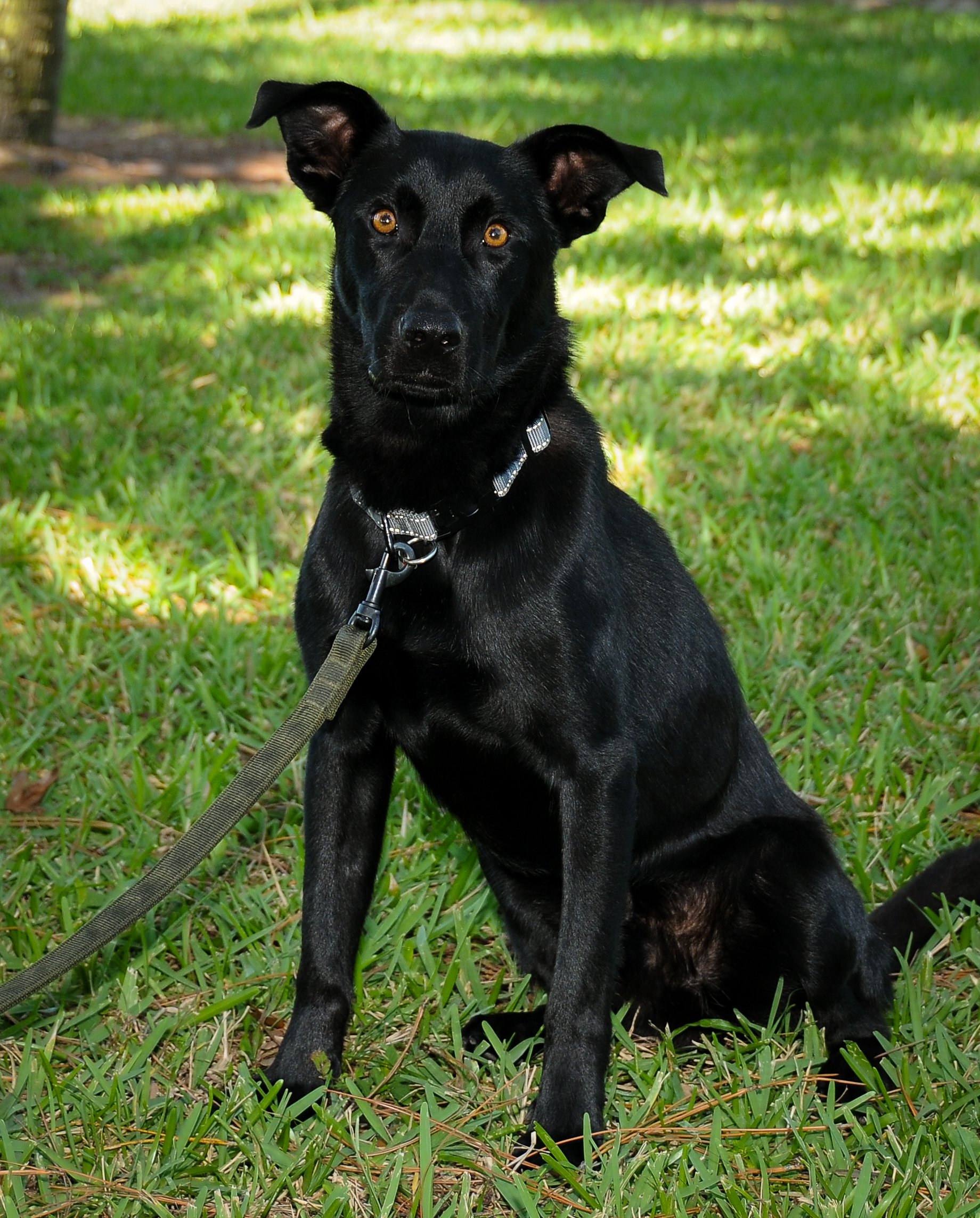 K9 Coco 11-3-22_7088.jpg