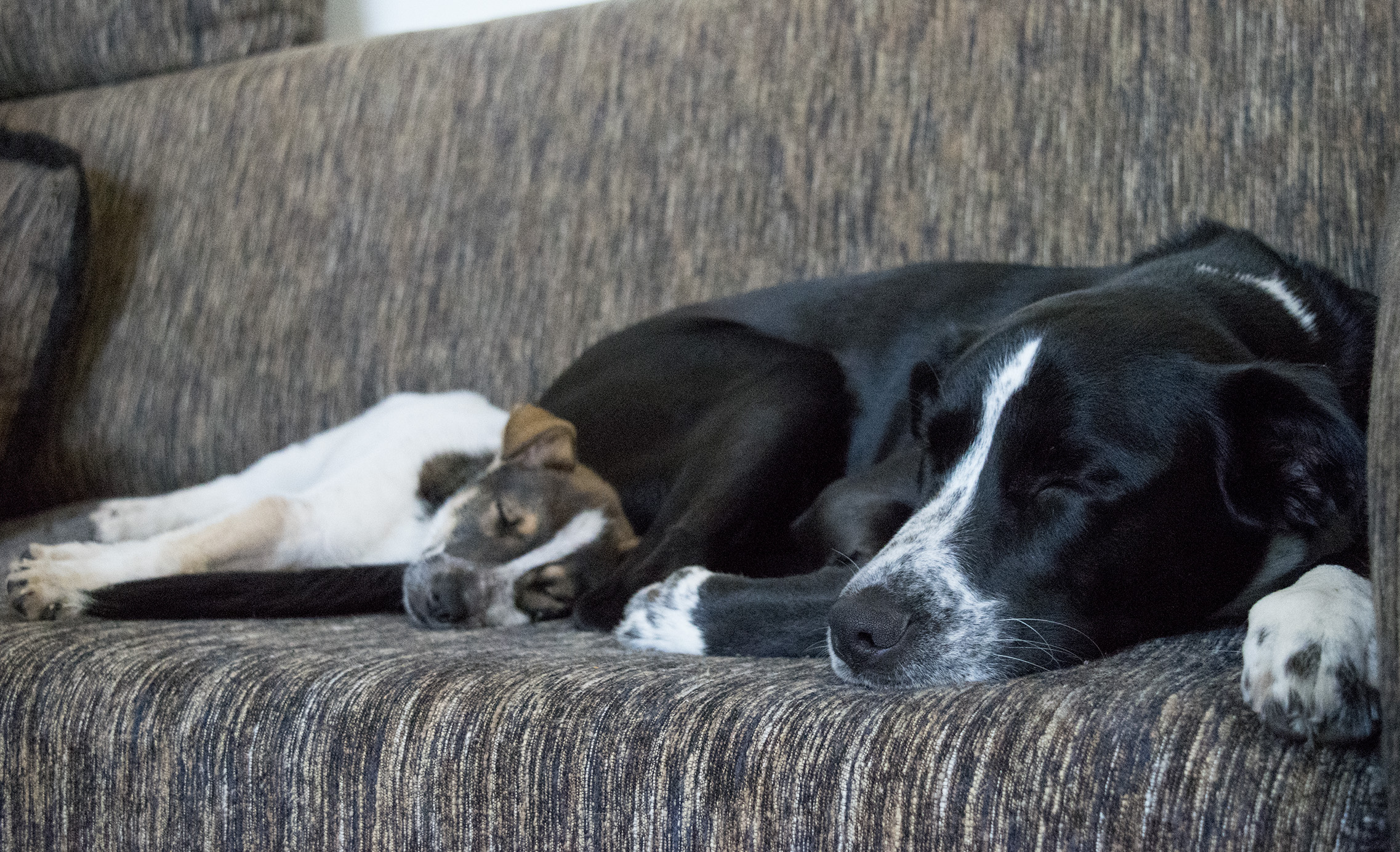 Little Remy & Stella