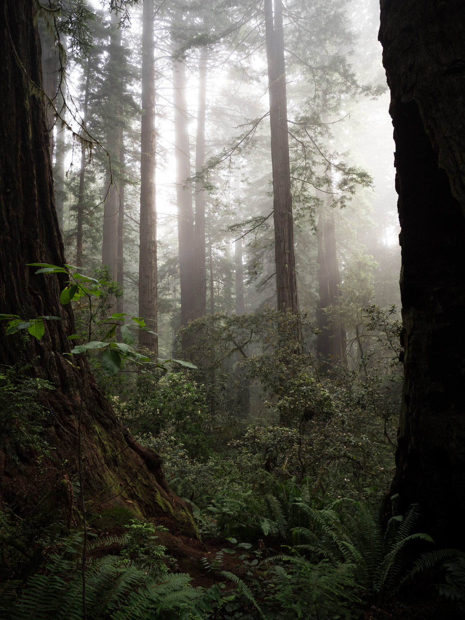 redwood trees in mist and fog