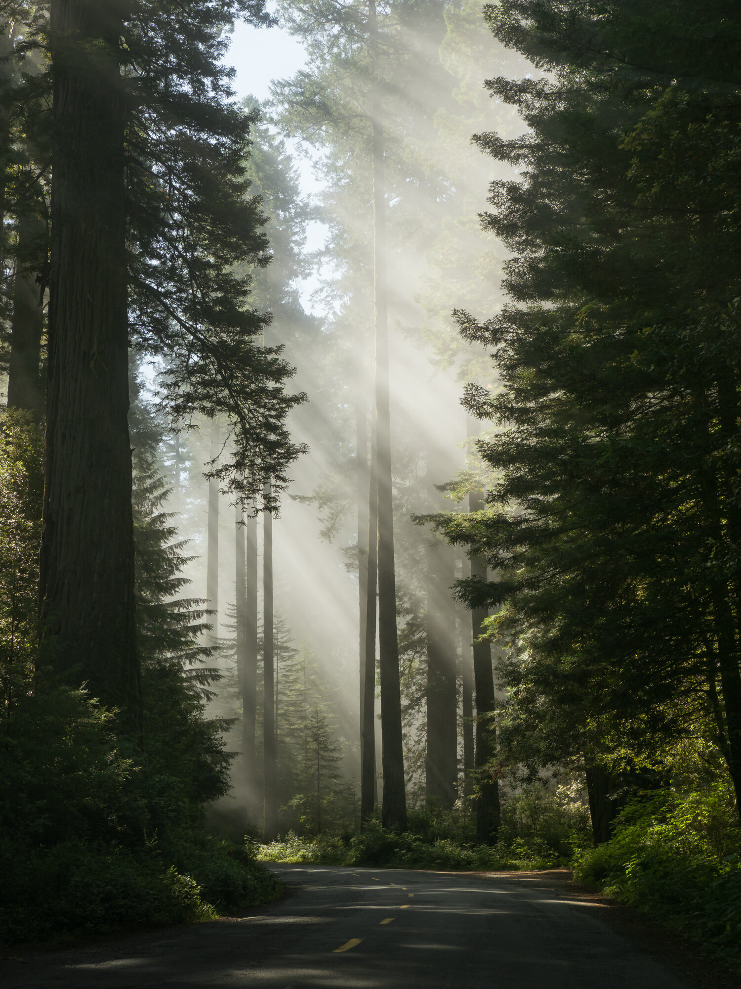 redwood trees in fog in Orick California