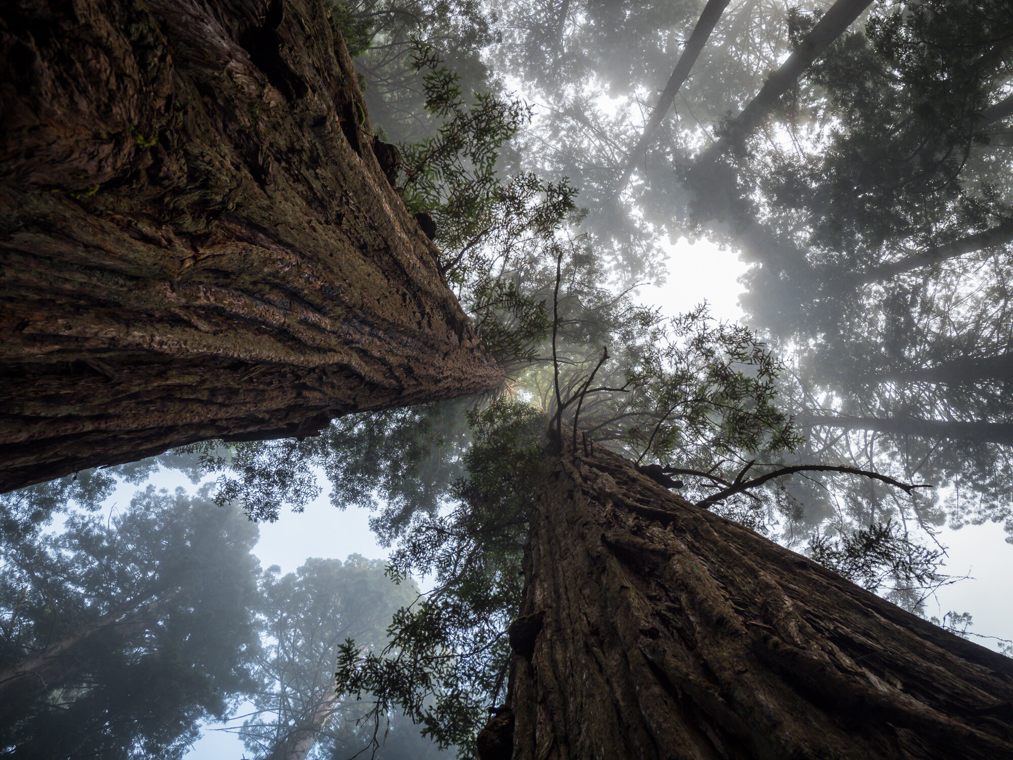looking up at redwood trees in mist and fog