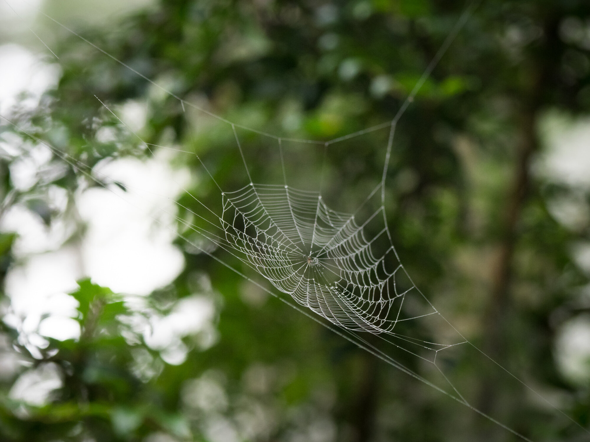 spiderweb with water droplets in redwood forest