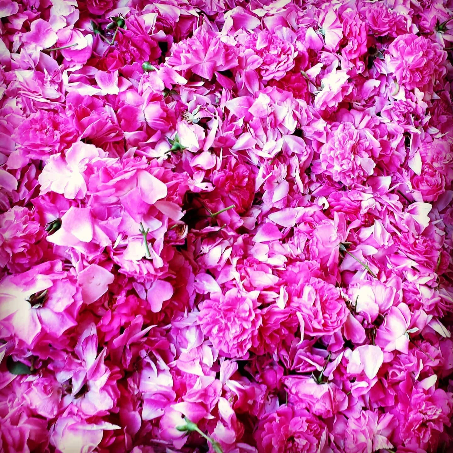 ...we love seeing how the fun and bright, nostalgic and evocative roses from The Picking Garden are being enjoyed by our customers pre-Xmas. 

So many vibrant  projects and gifts being made and given! These divine petals are the perfect finishing touch!

#edibledriedflowers #driededibleflowers #edibles #garnish #gardentime #rose #bespokeorders #nzgrown #petals #buds #aromaticmedicine #plantmedicine #heritagegardens #landscapedesign #thepickinggarden