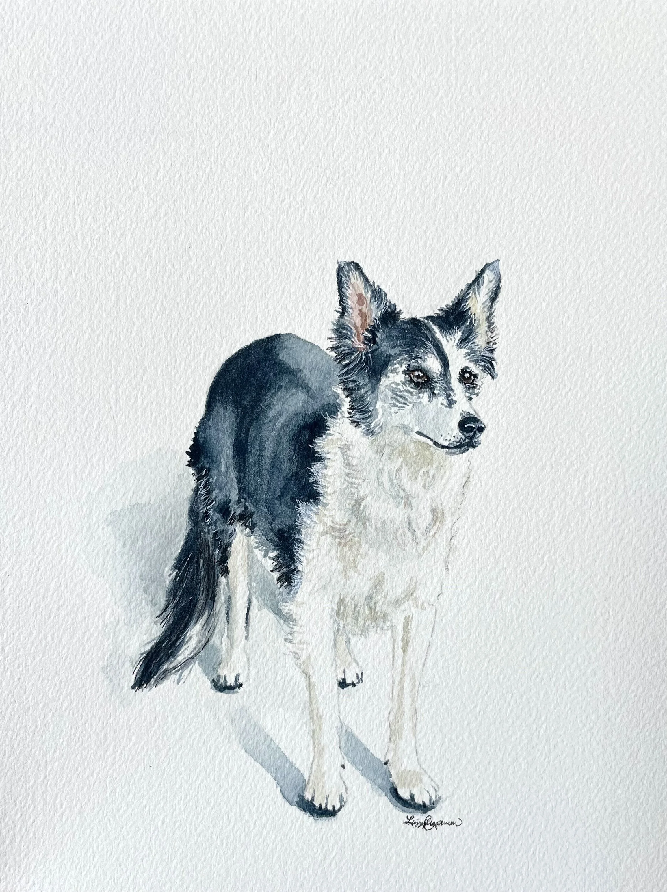dog5.jpg