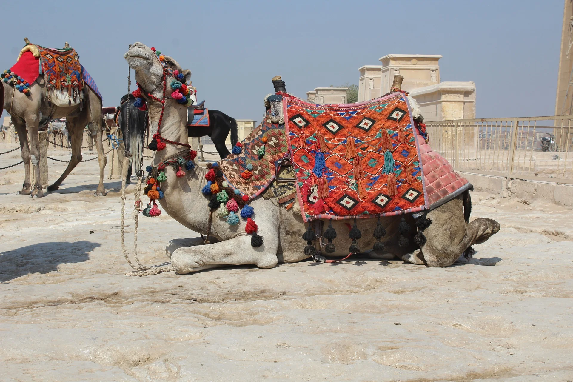 camel-3426954_1920.jpg