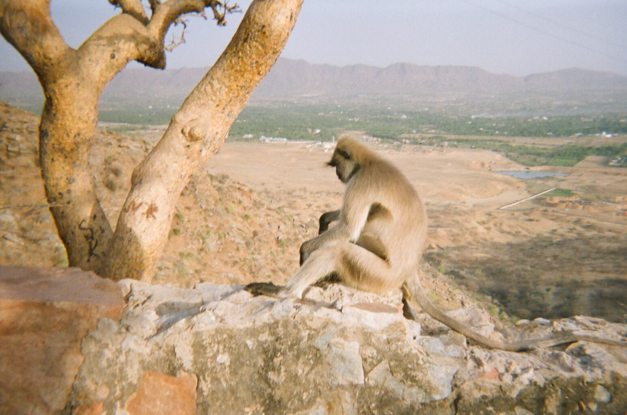 India3.png