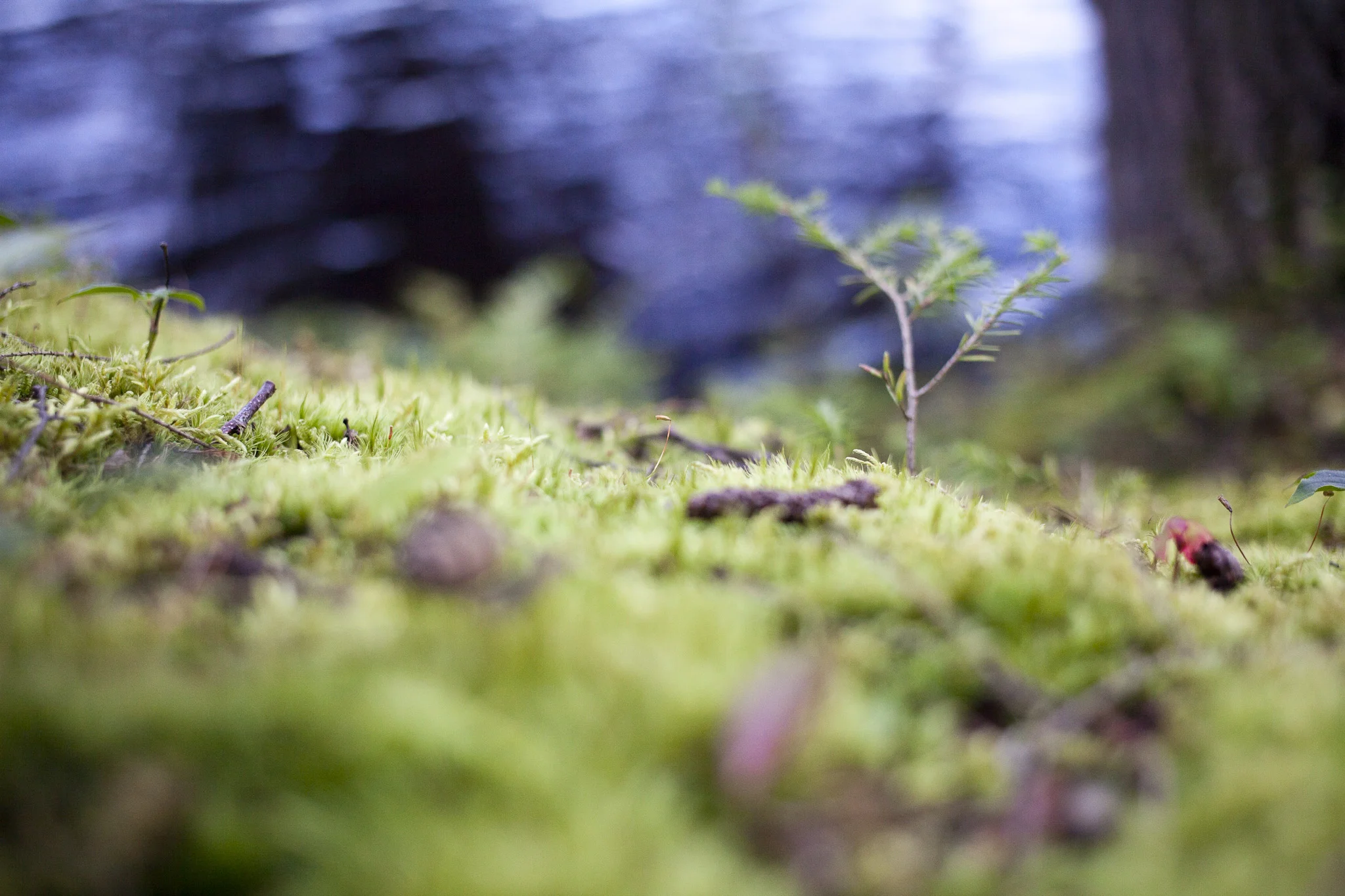 FamiliarFox_TroutLake-Quick8.jpg