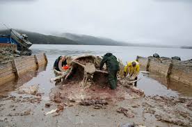 Ecology: A Dead Whale and the Politics of Climate Change