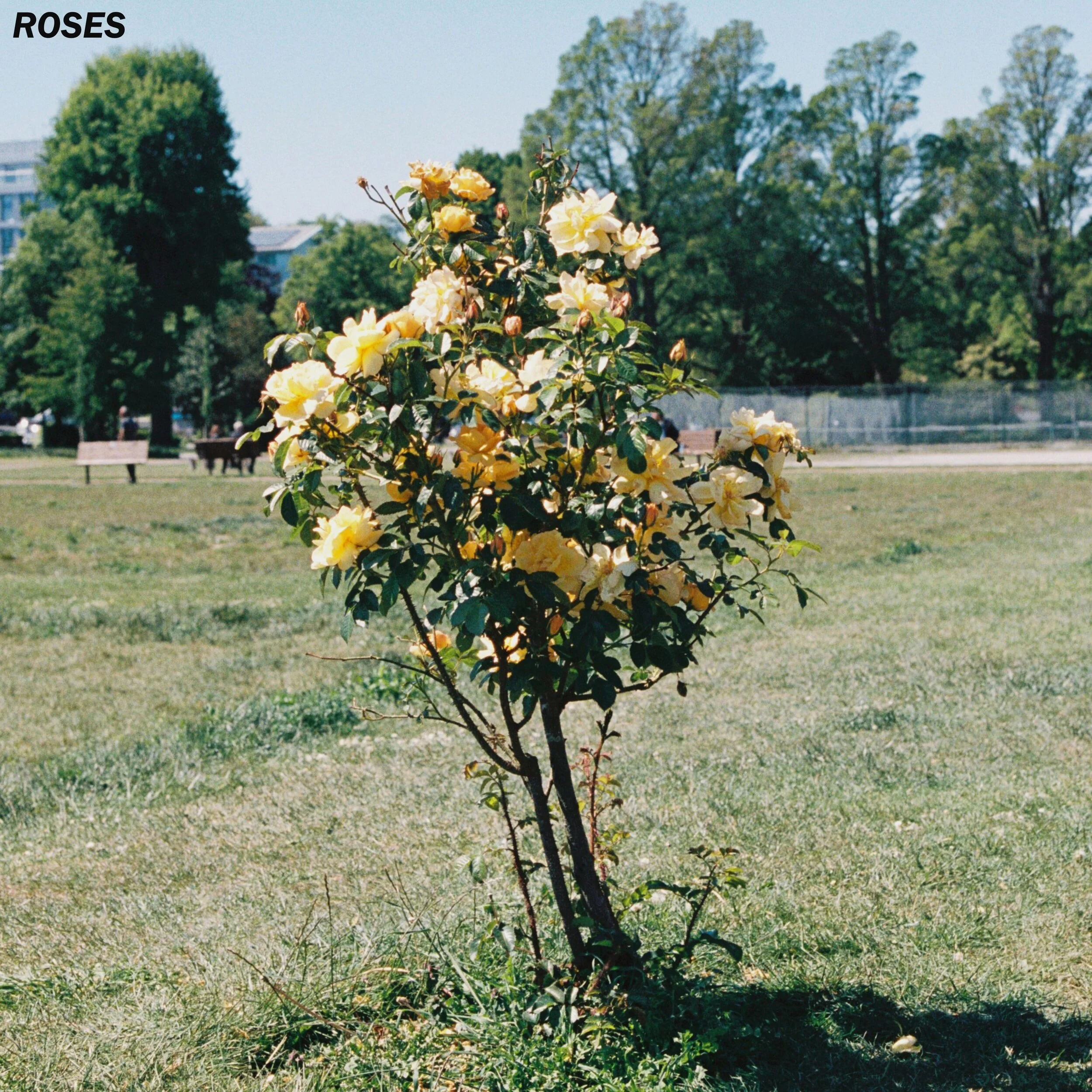 GURU - 'Roses'
