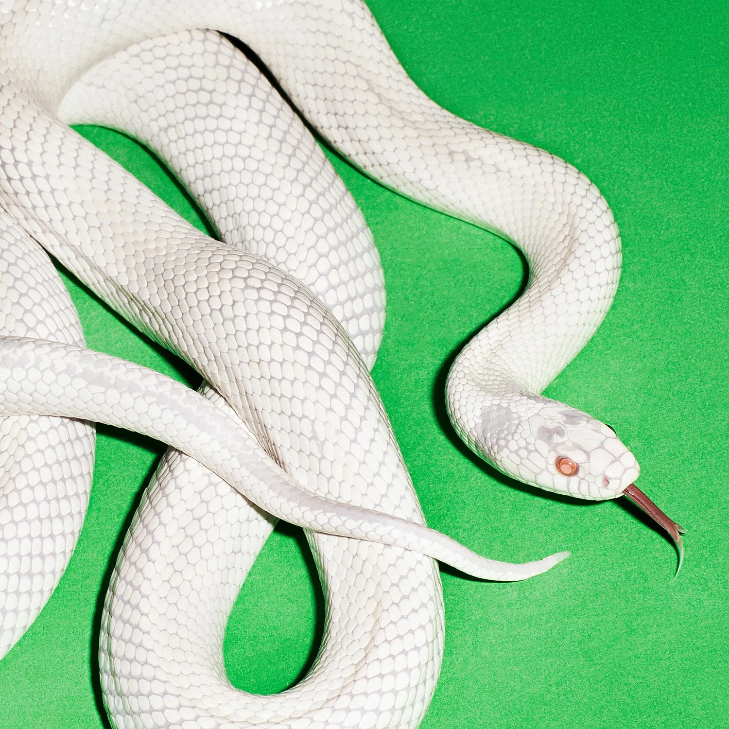 Album Review: Deftones - 'private music'