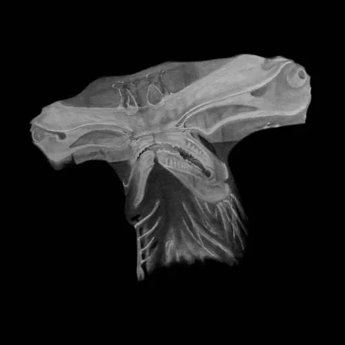 Album Review: Shark School - 'Selachimorpha'