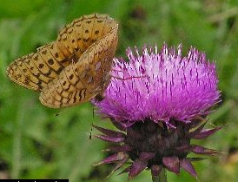 muskthistle.png