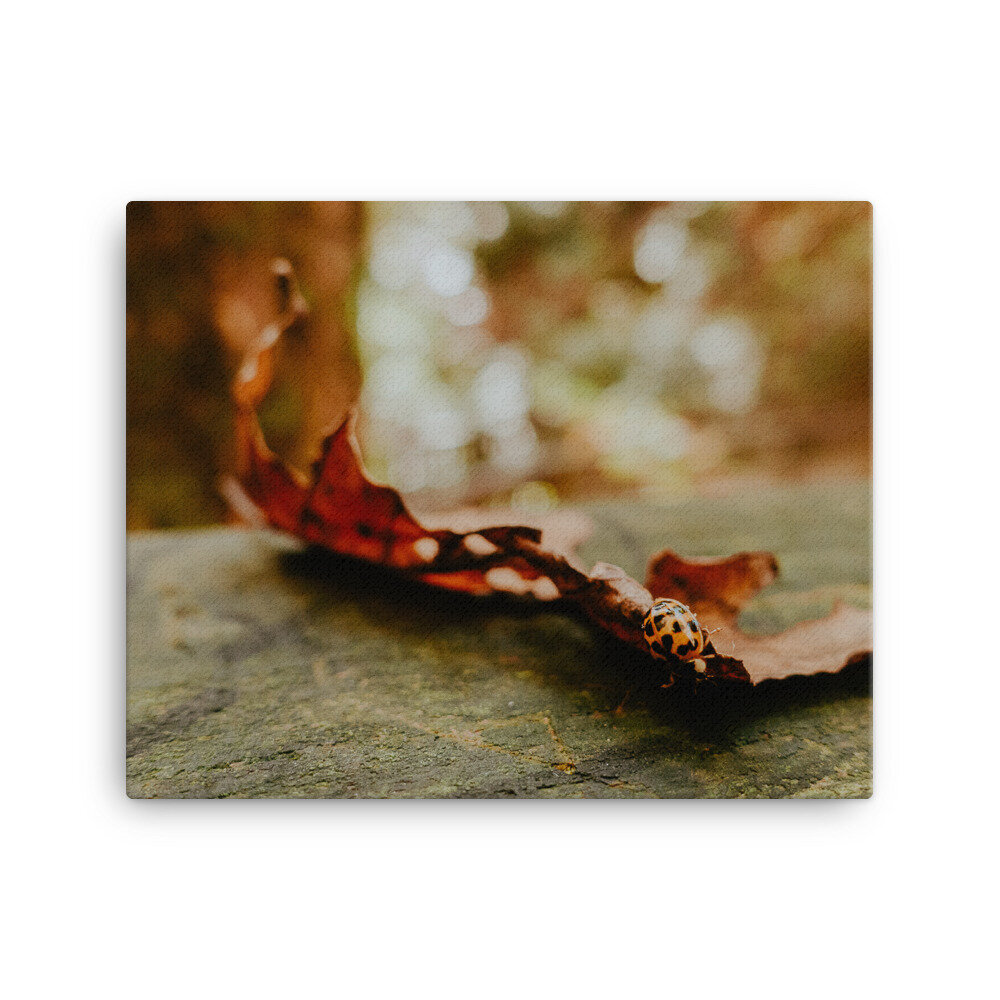 fall-leaf-with-ladybug-canvas_mockup_Wall_Wall_16x20.jpg