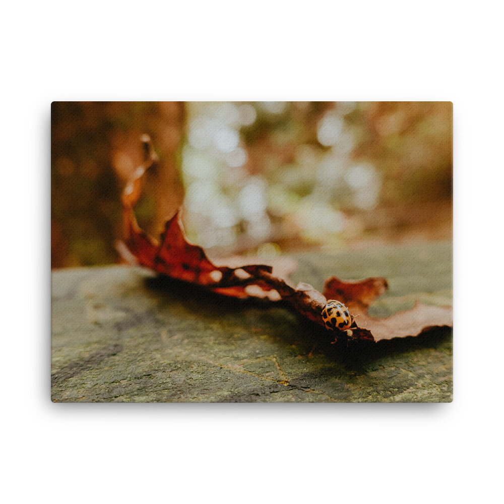 fall-leaf-with-ladybug-canvas_mockup_Wall_Wall_18x24.jpg