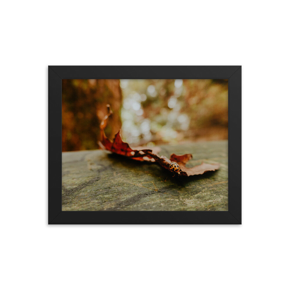 fall-leaf-with-ladybug-frame_mockup_Transparent_Transparent_8x10_Black.jpg