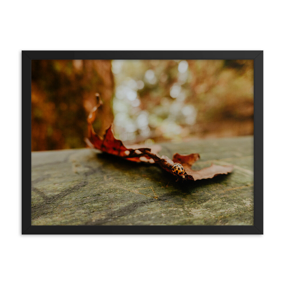 fall-leaf-with-ladybug-frame_mockup_Transparent_Transparent_18x24_Black.jpg