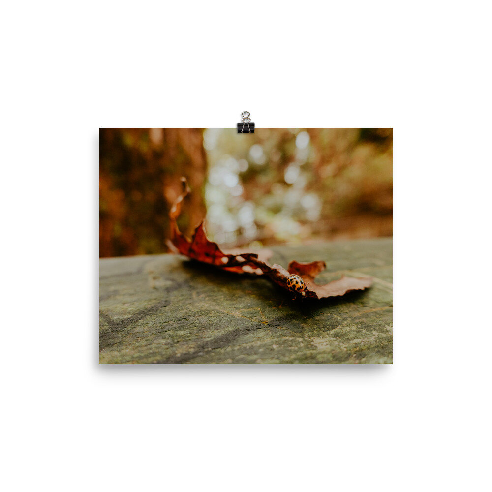 fall-leaf-with-ladybug-poster_mockup_Transparent_Transparent_8x10.jpg