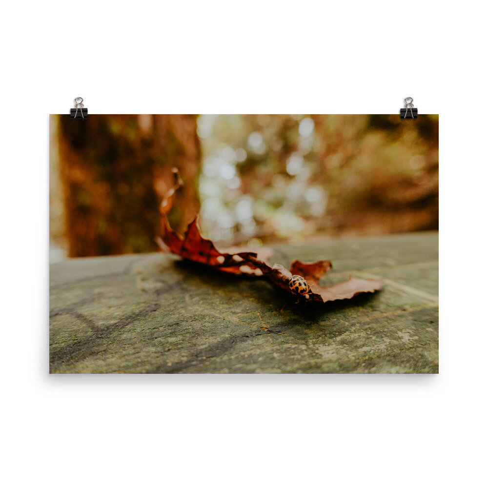 fall-leaf-with-ladybug-poster_mockup_Transparent_Transparent_24x36.jpg