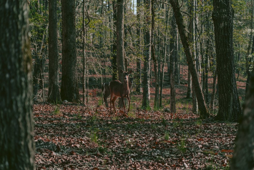Solo Camping at Red Top Mountain State Park in Acworth, GA