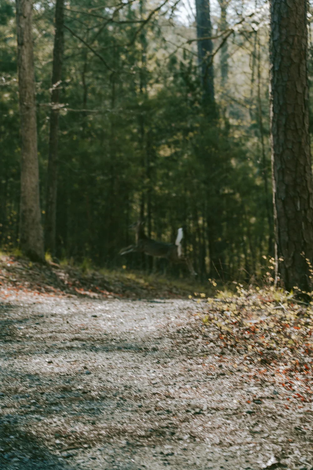 Solo Camping at Red Top Mountain State Park in Acworth, GA