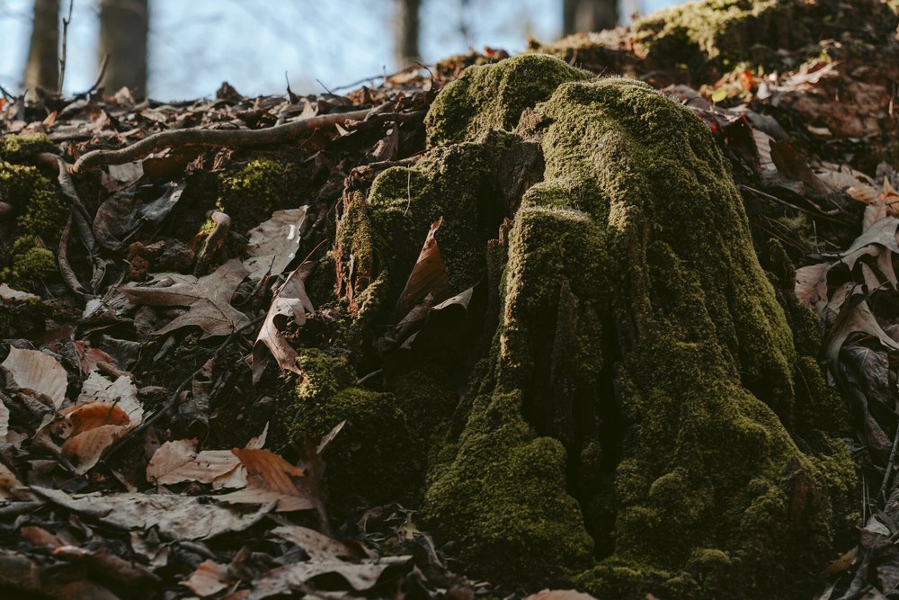 Solo Camping at Red Top Mountain State Park in Acworth, GA