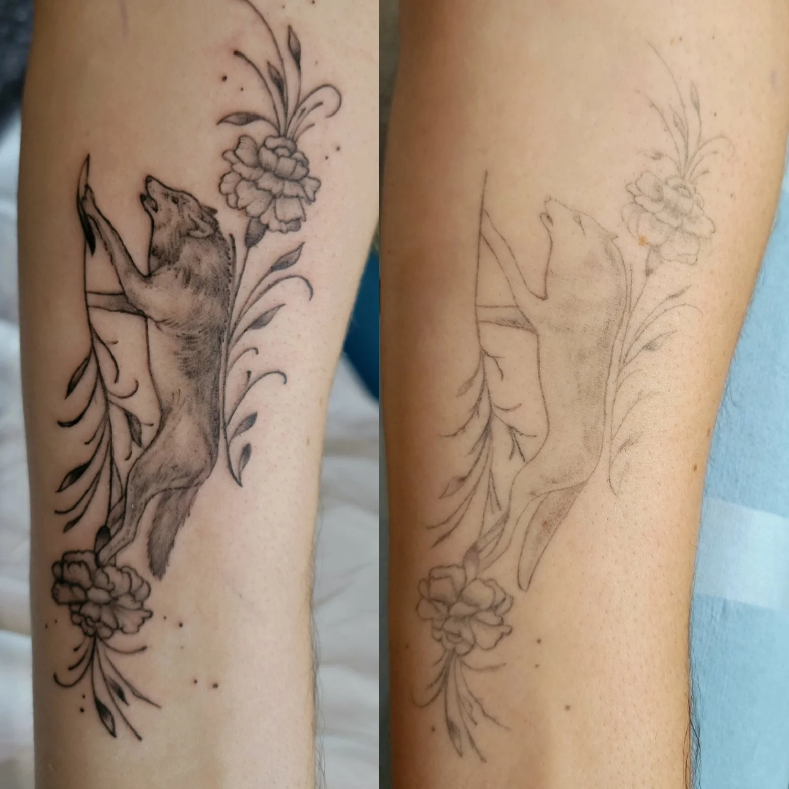 To the right is the original tattoo of a wolf and flowers. To the left is the rework to make the wolf look more realistic and the flowers to pop. Tattoo on the forarm